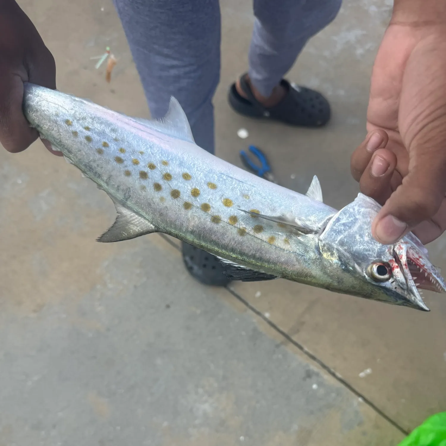 The most recent Spanish mackerel catches on Fishbrain
