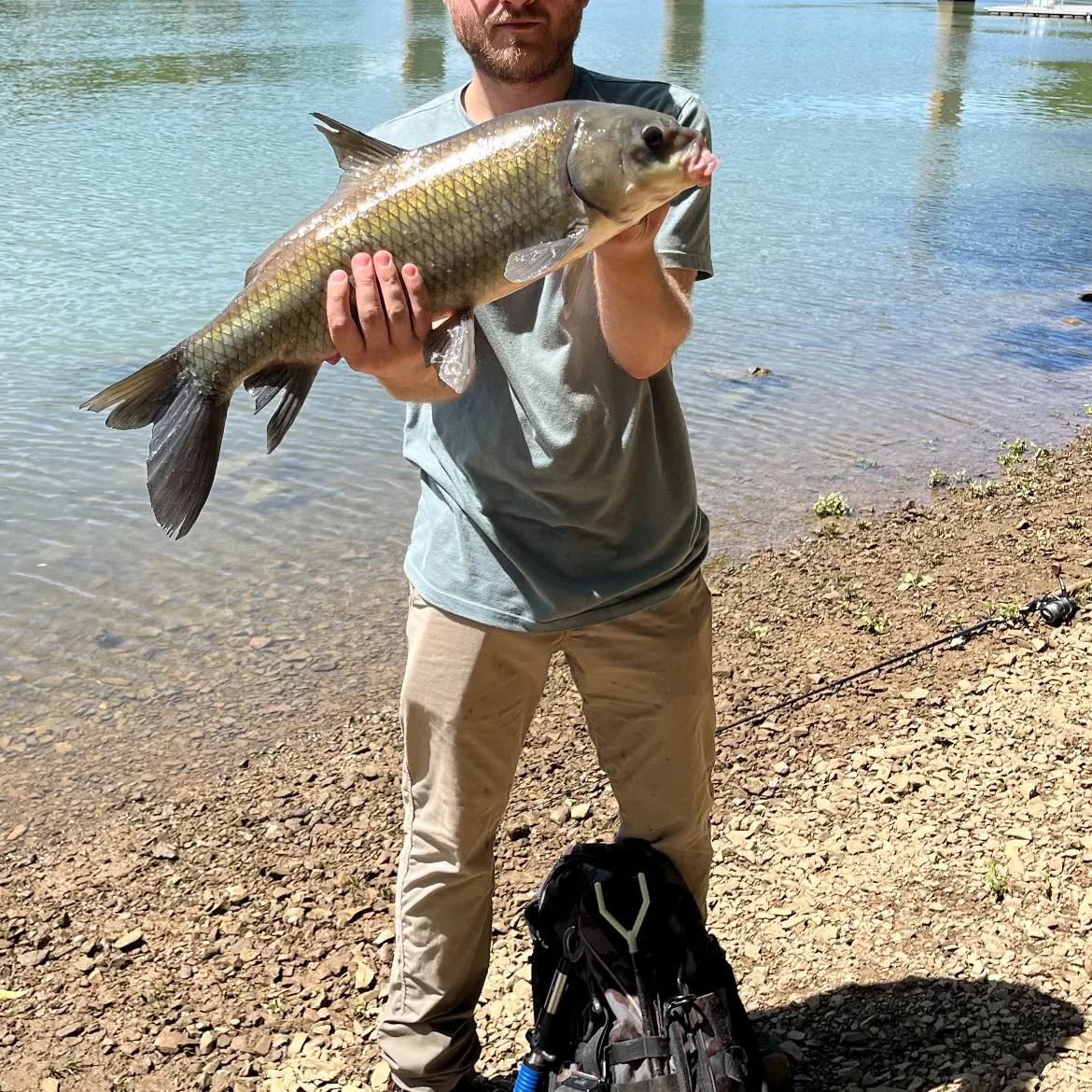 The most recent Black buffalo catches on Fishbrain