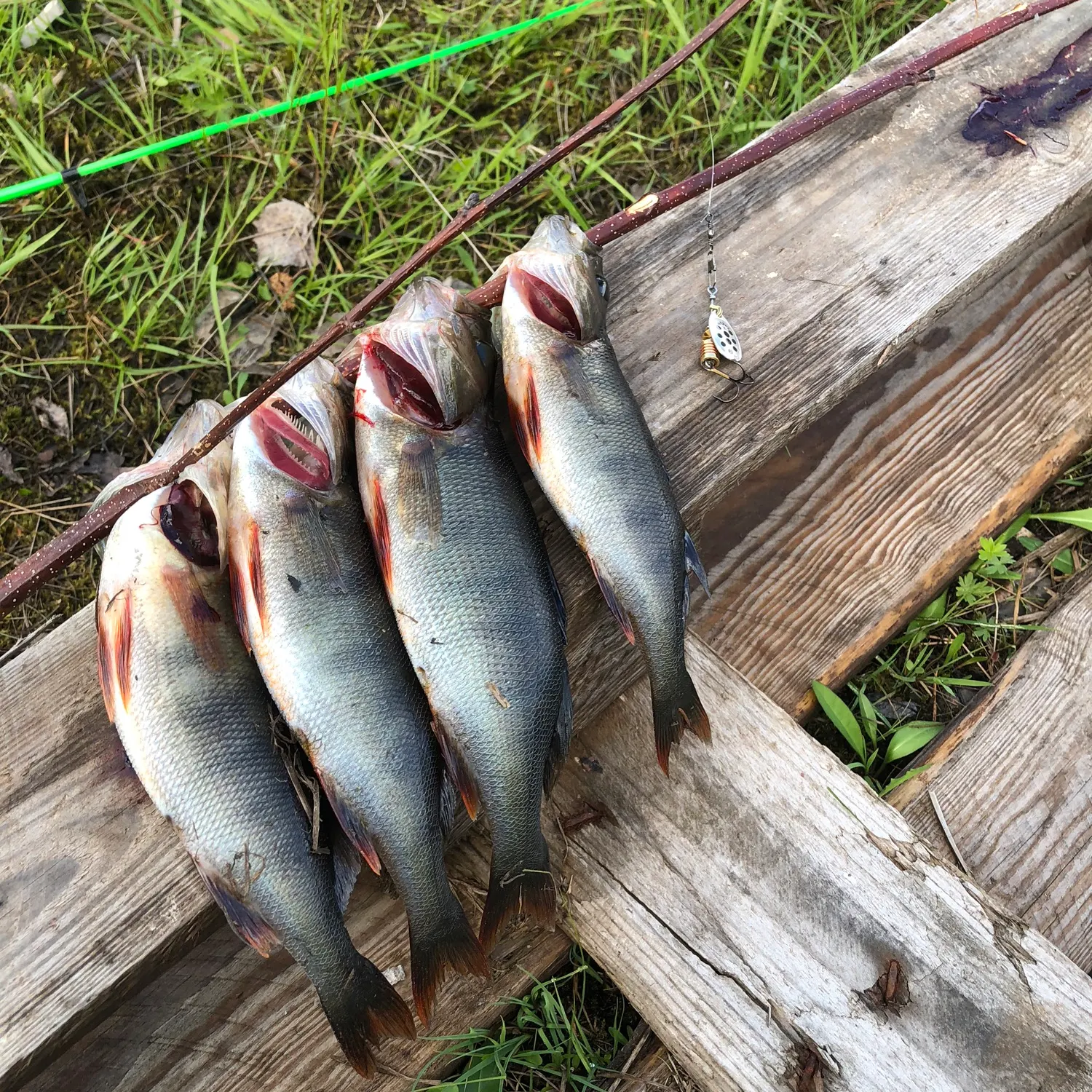 recently logged catches