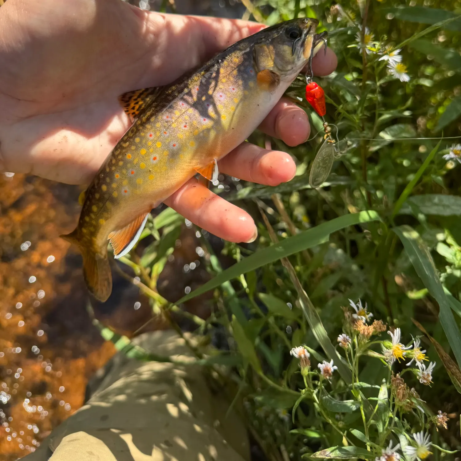 Brook trout caught on Fishbrain