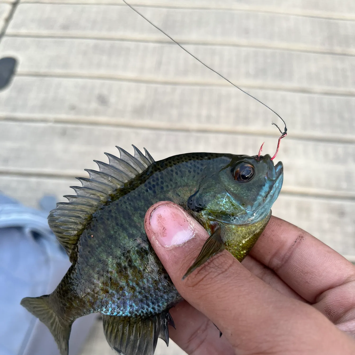 catch
