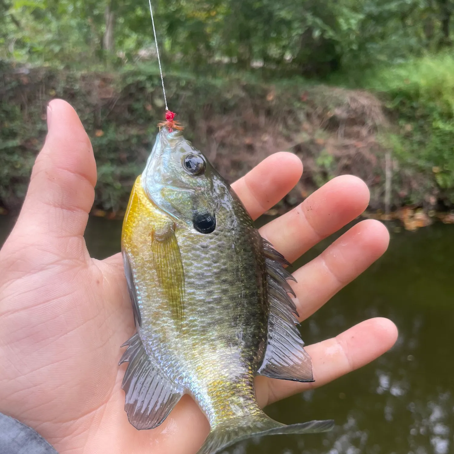 Bluegill caught on Fishbrain
