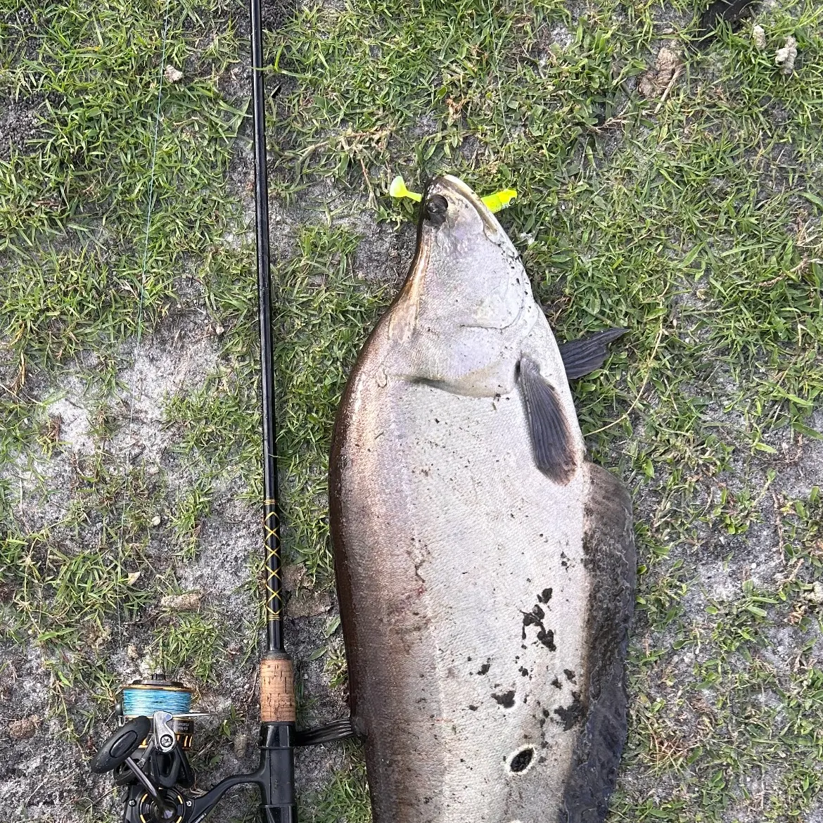 The most recent Clown knifefish catches on Fishbrain