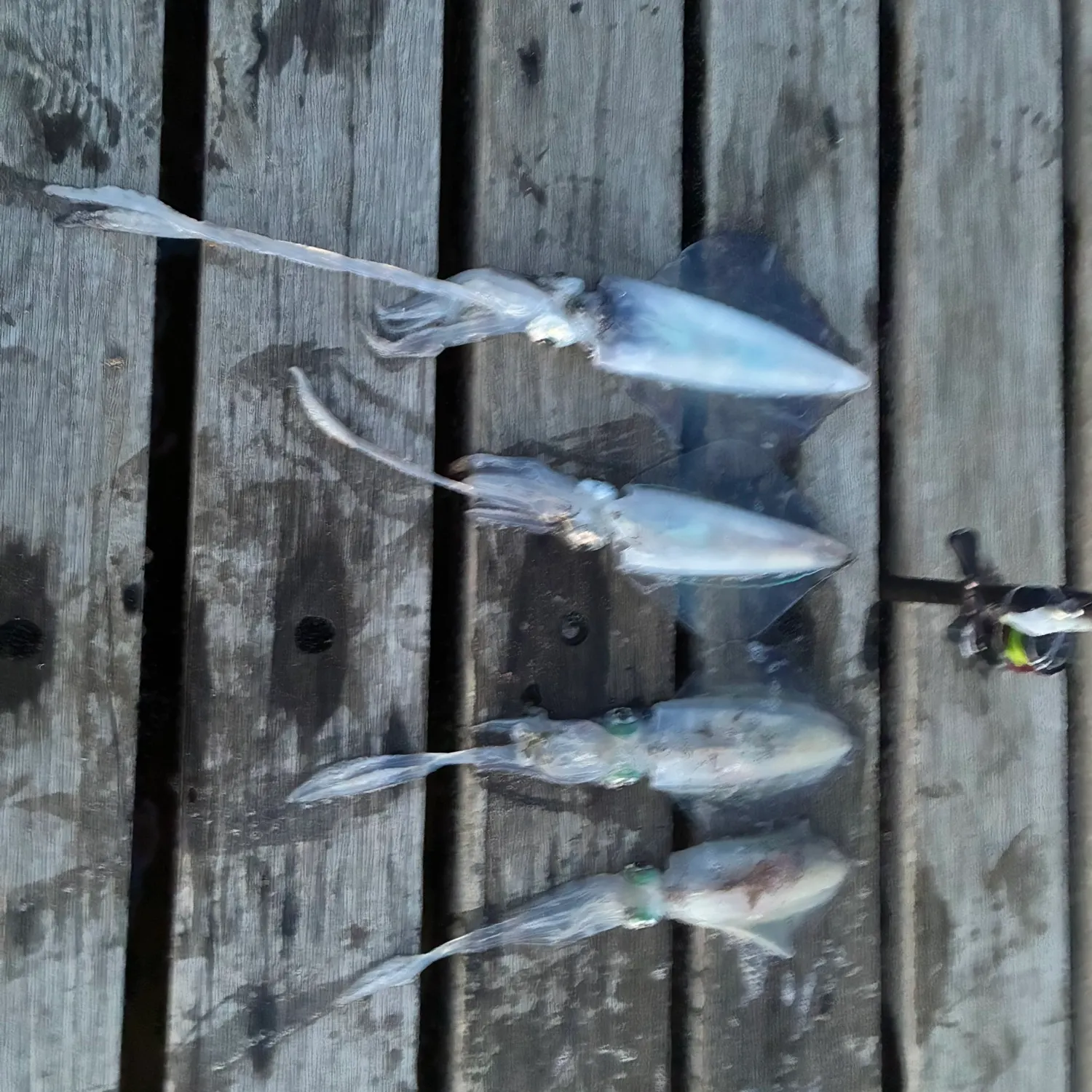 Southern calamari caught on Fishbrain