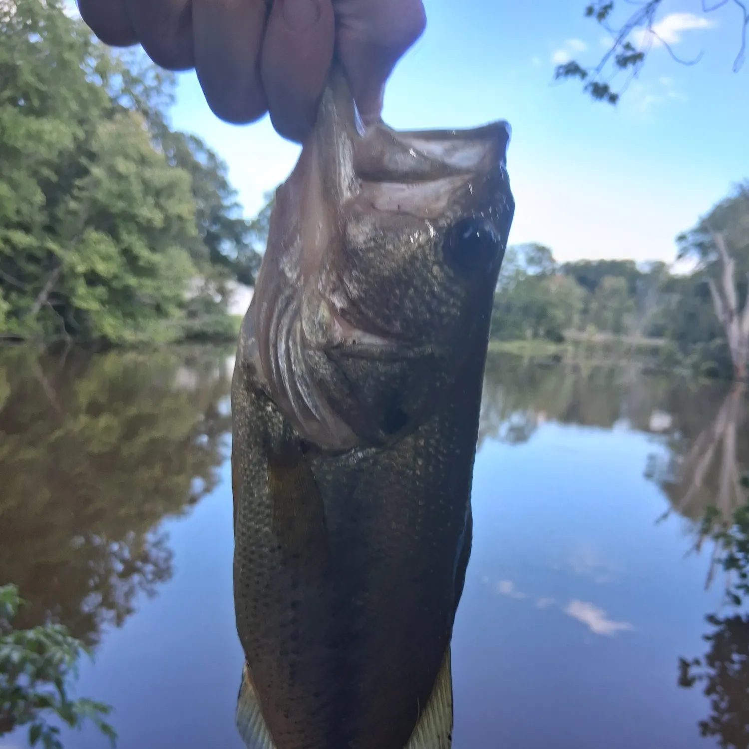 Largemouth bass caught on Fishbrain
