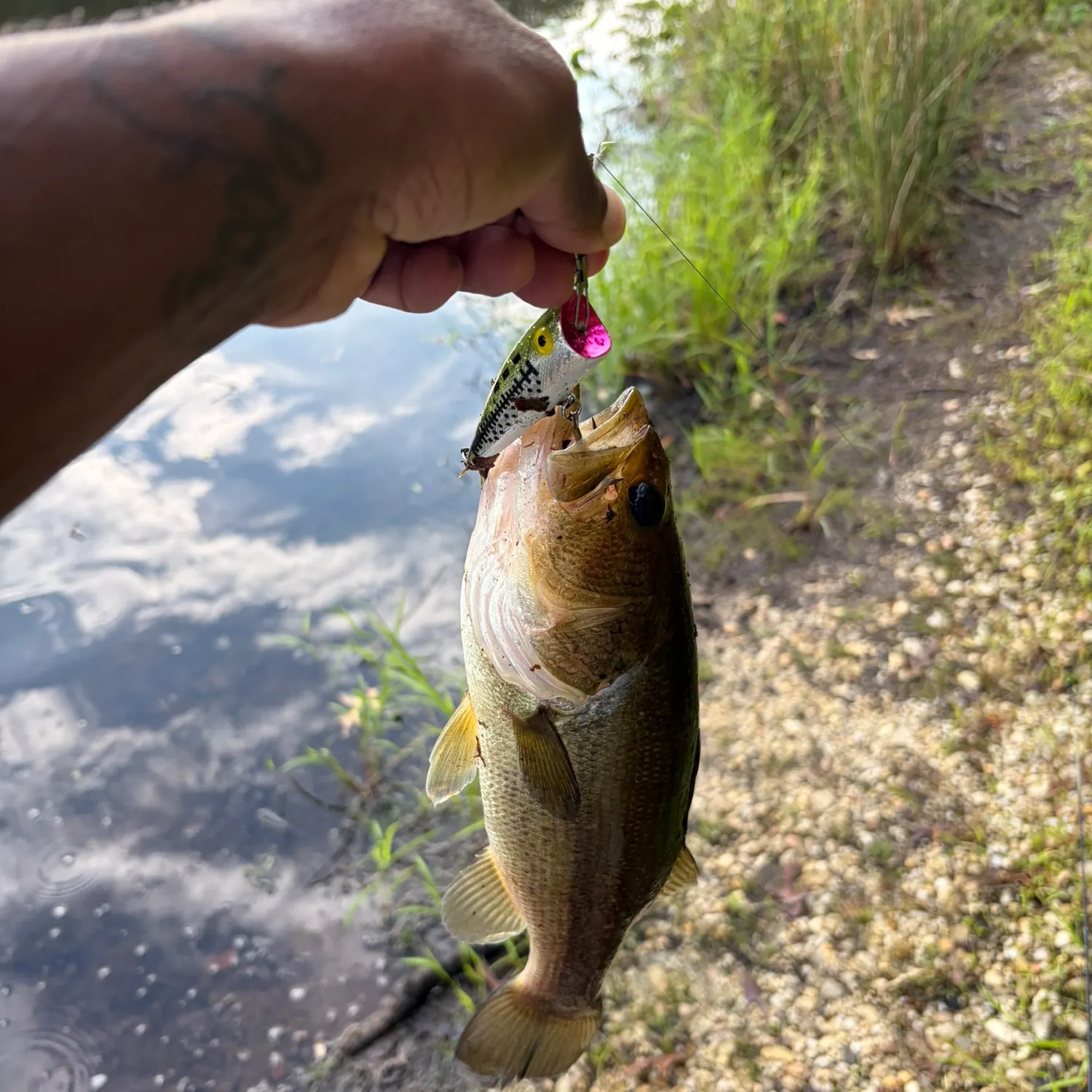 Largemouth bass caught on Fishbrain
