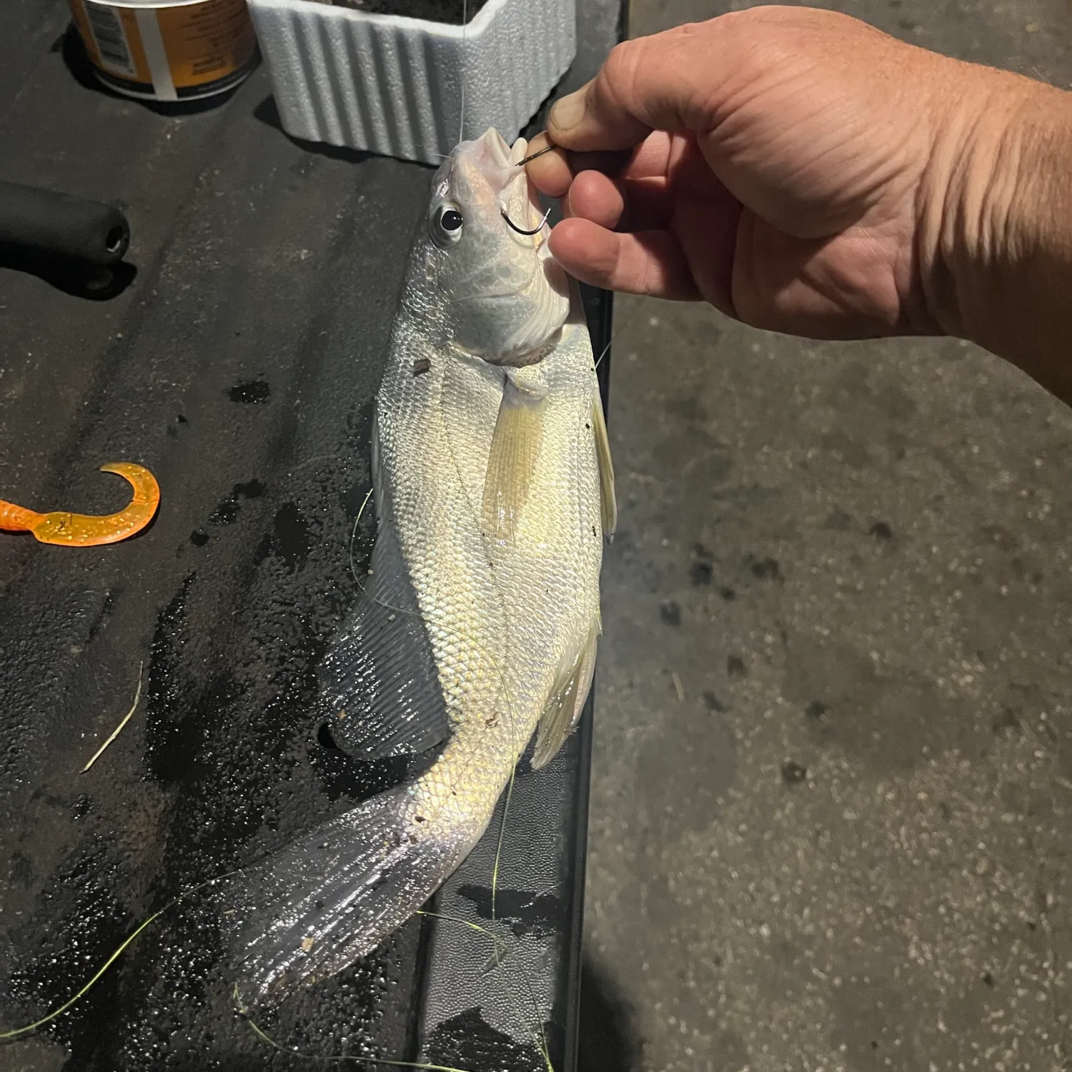 Freshwater drum caught on Fishbrain