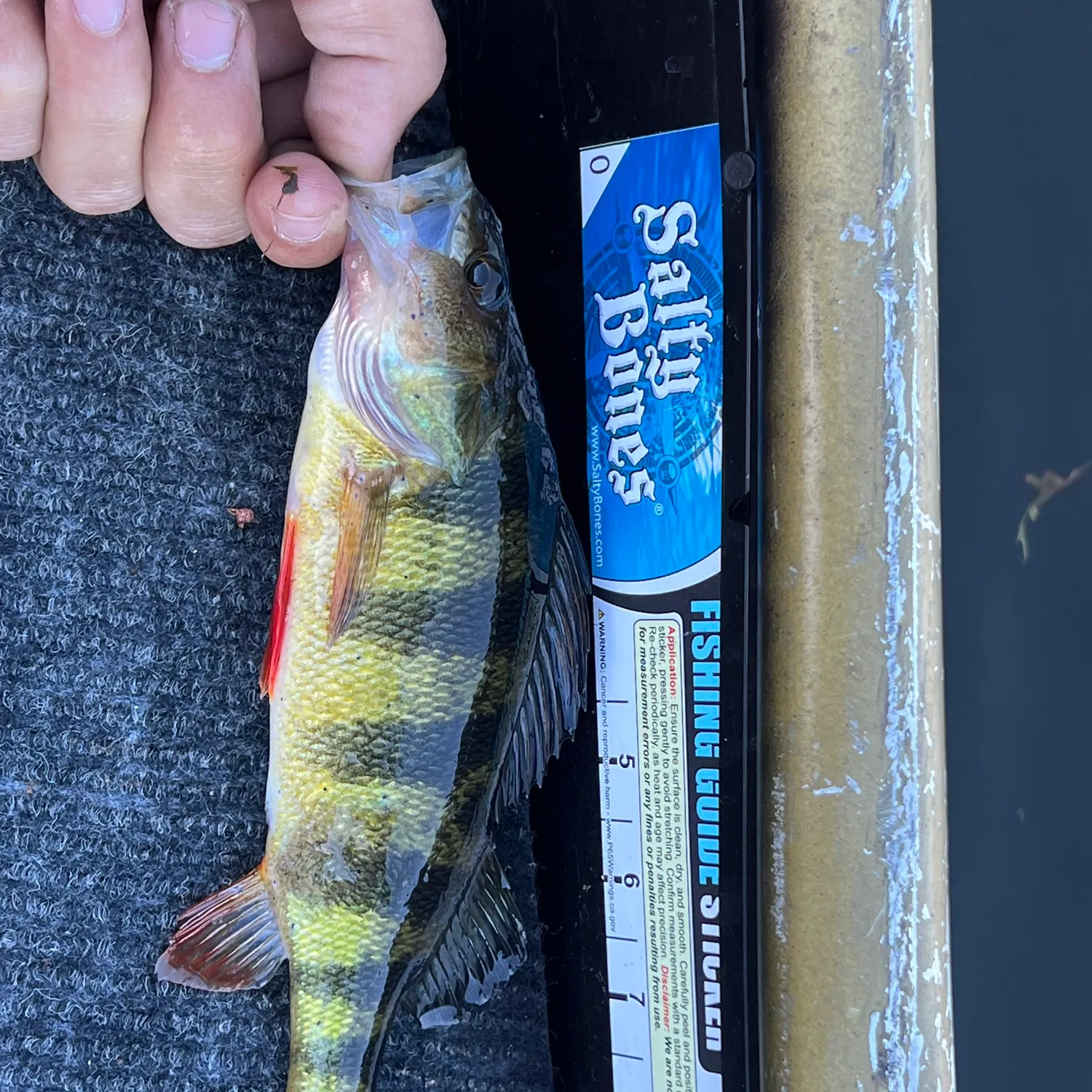Yellow perch caught on Fishbrain