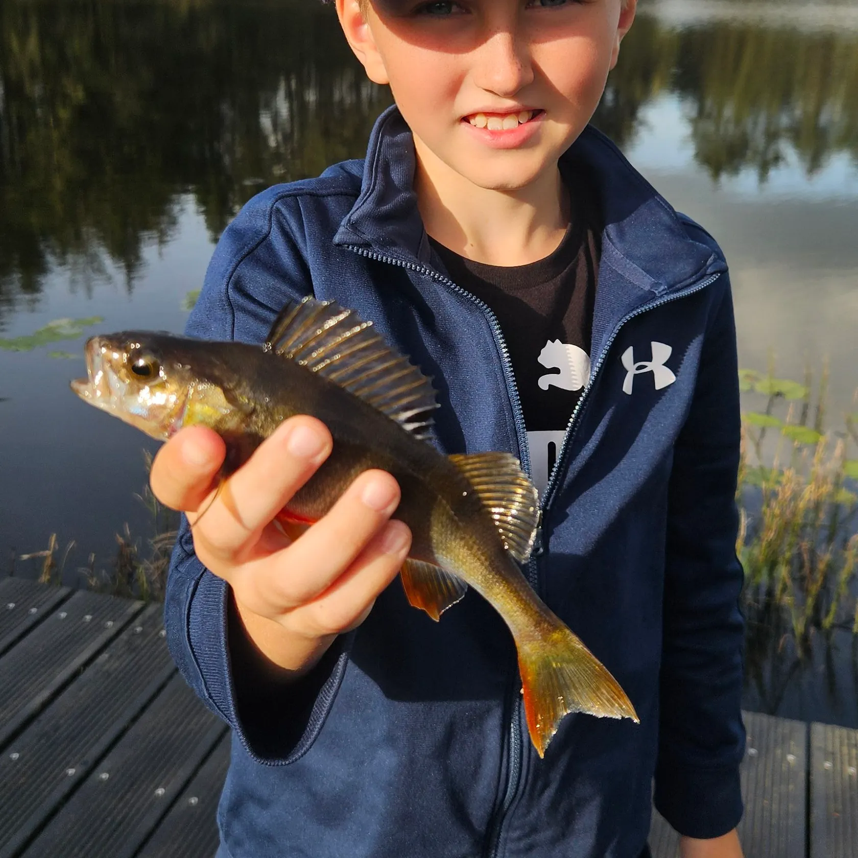 European perch caught on Fishbrain