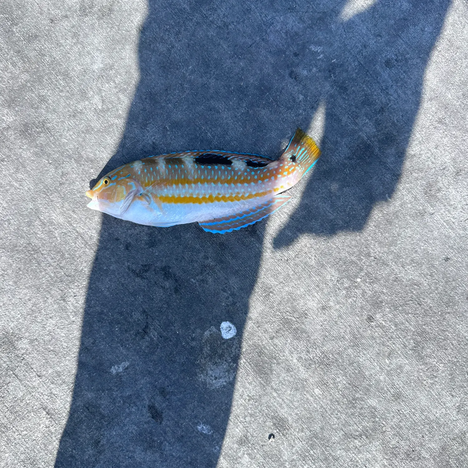 The most recent Gunther's wrasse catches on Fishbrain