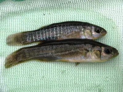 Live Bait