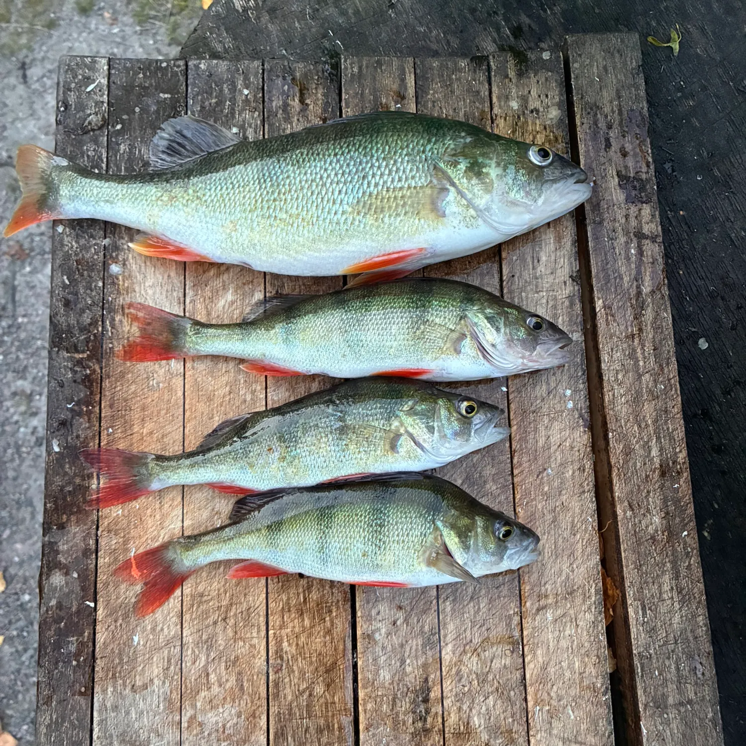 European perch caught on Fishbrain