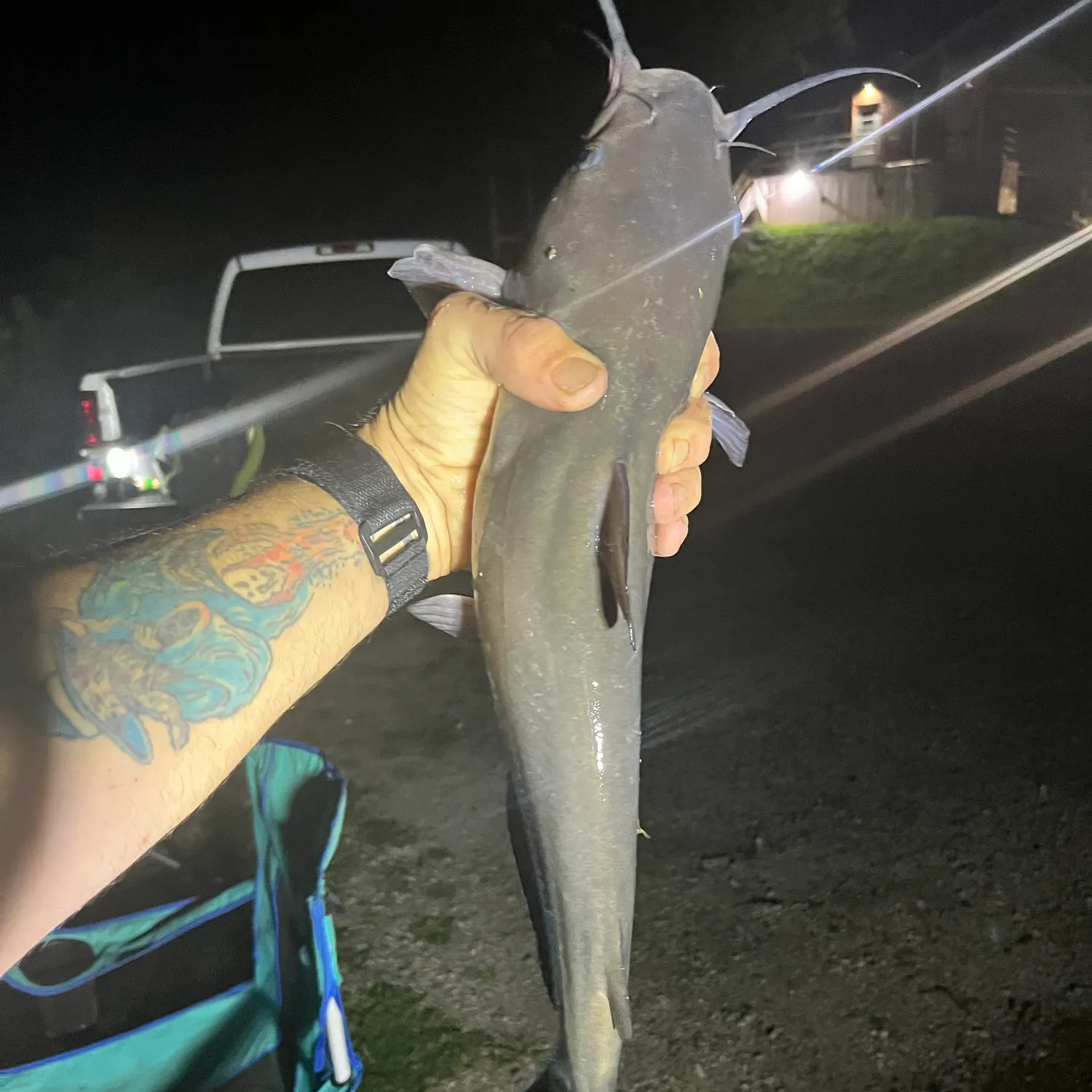 Channel catfish caught on Fishbrain