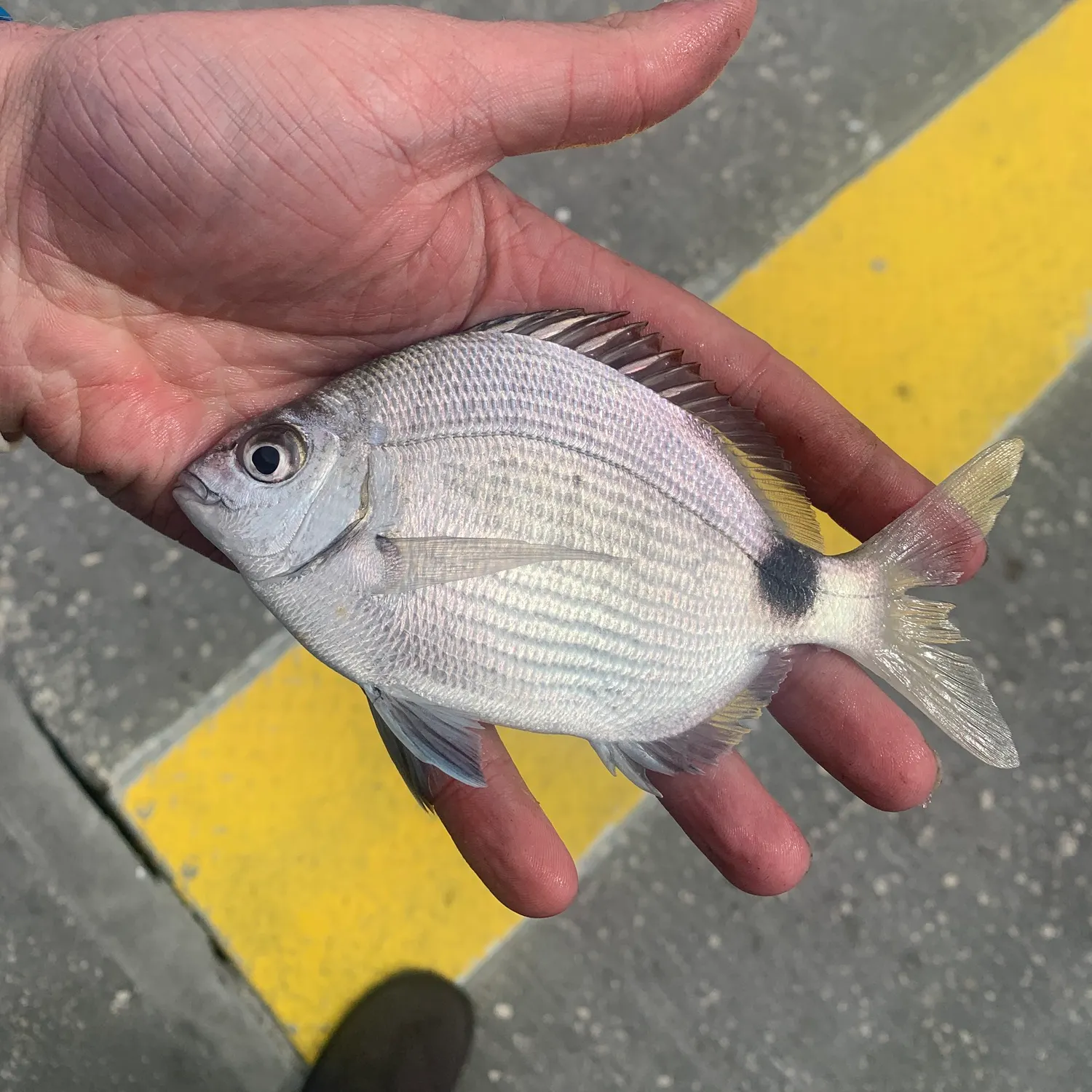 The most recent Spottail seabream catches on Fishbrain
