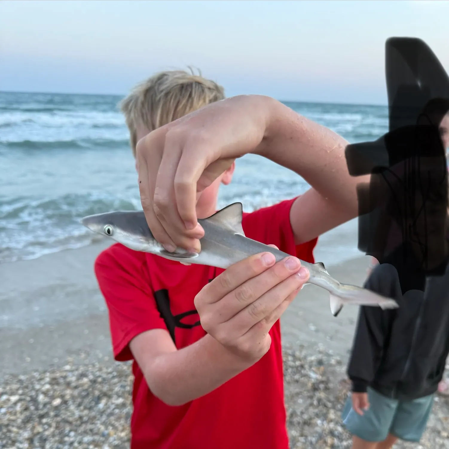 The most recent Blacktip reef shark catches on Fishbrain