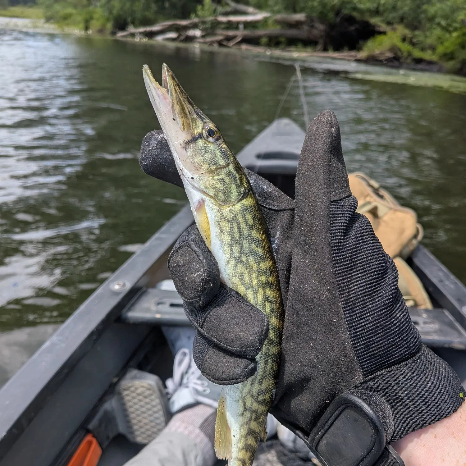 The most recent Grass pickerel catches on Fishbrain