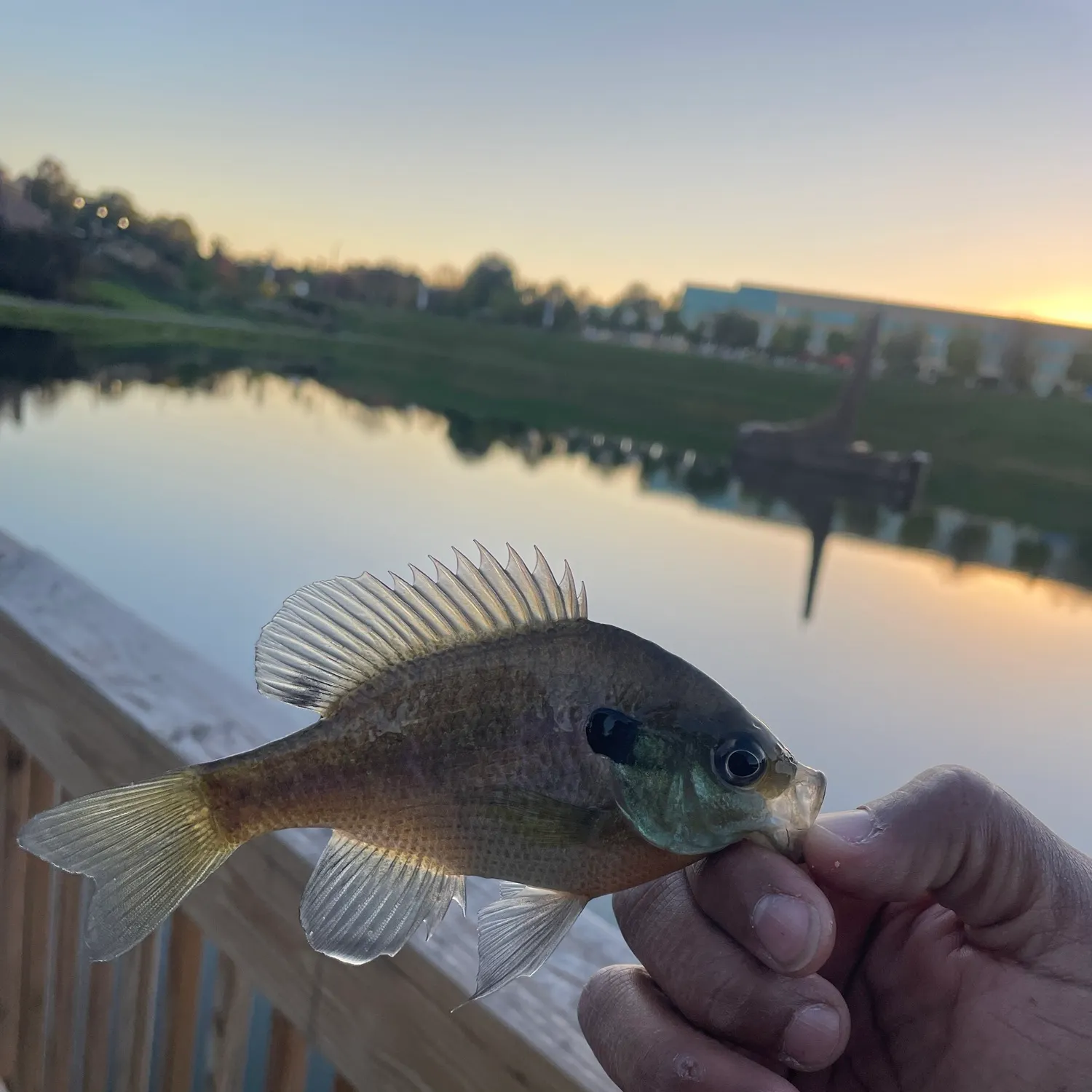 Bluegill caught on Fishbrain