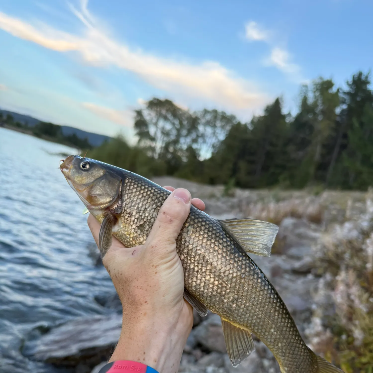 Utah chub caught on Fishbrain