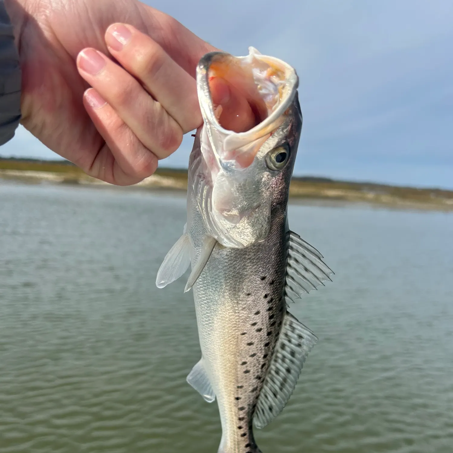 The most recent Spotted seatrout catches on Fishbrain