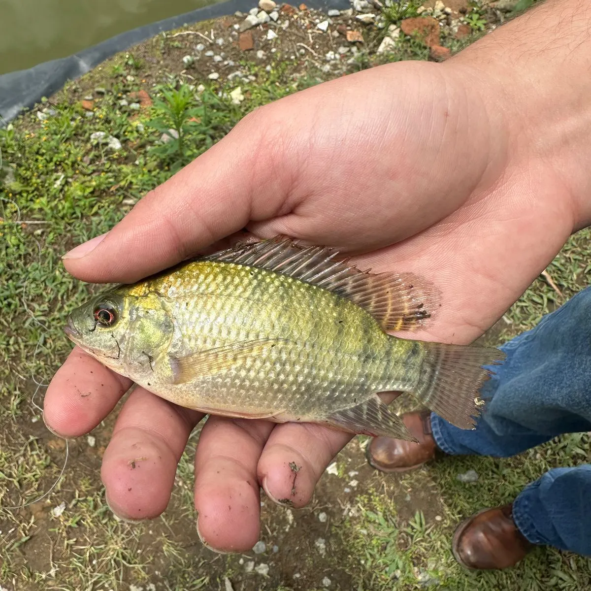 The most popular recent Redbelly tilapia catch on Fishbrain