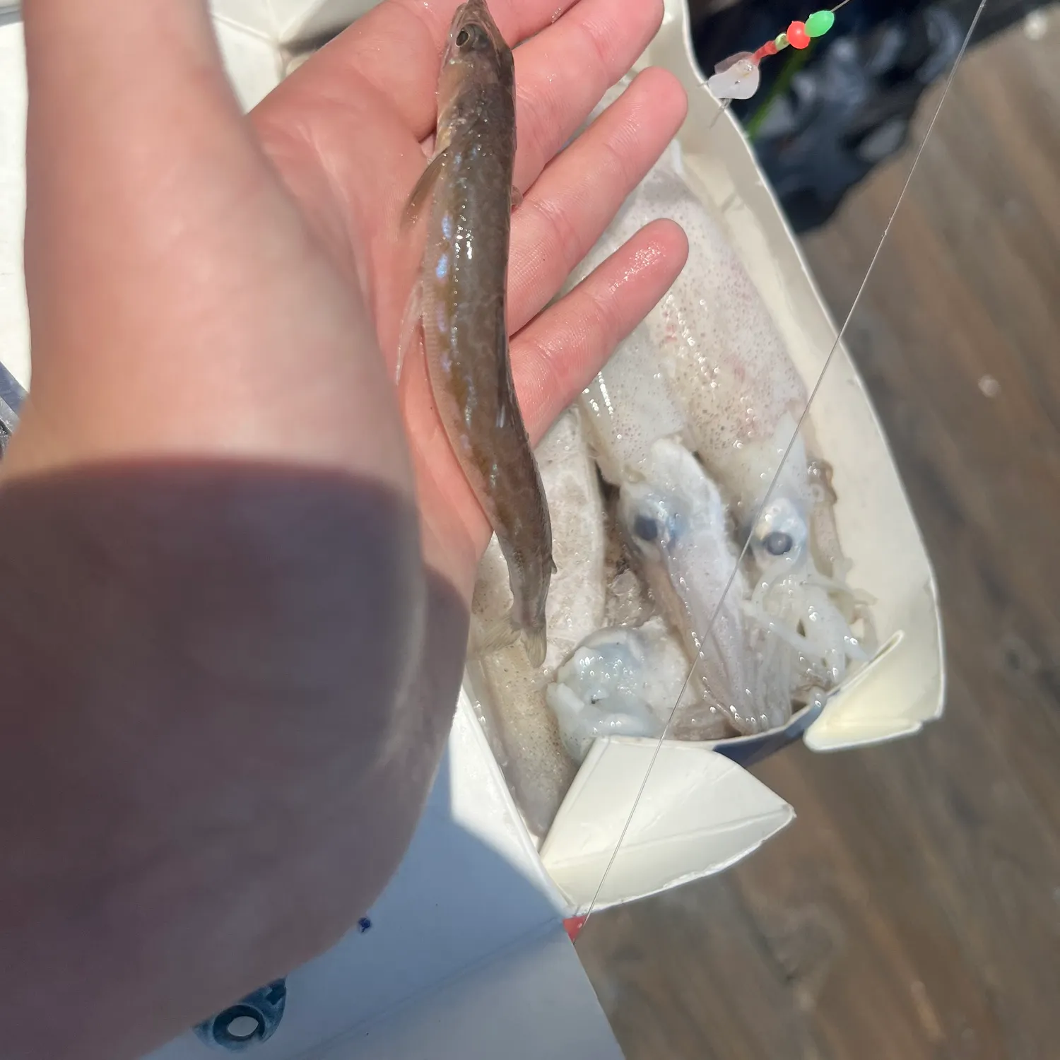 The most recent Atlantic lizardfish catches on Fishbrain