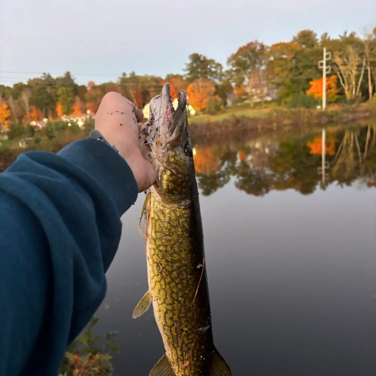 Chain pickerel caught on Fishbrain