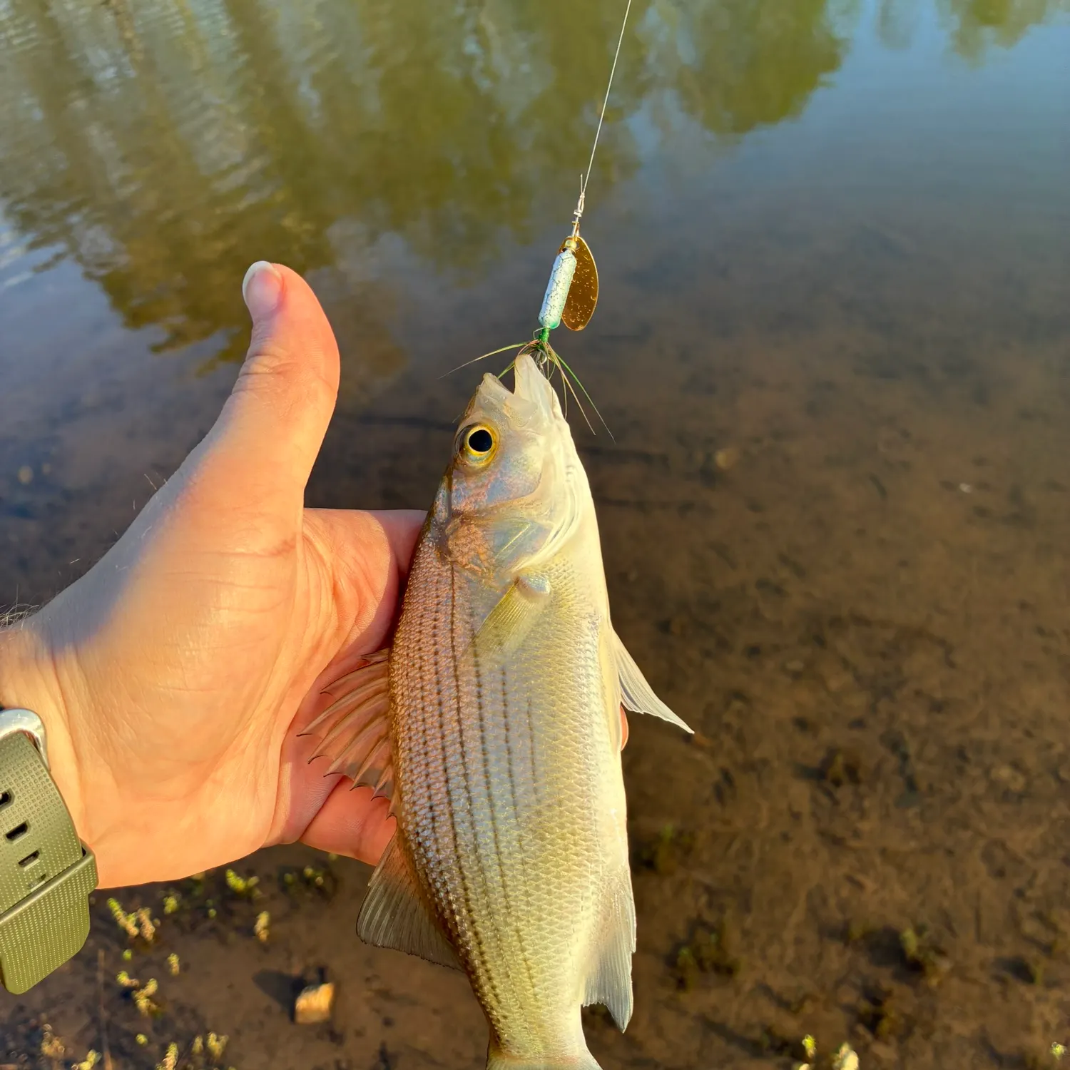 White bass caught on Fishbrain
