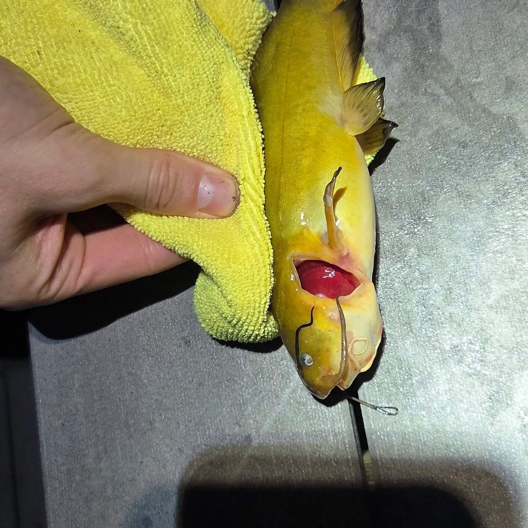 catch