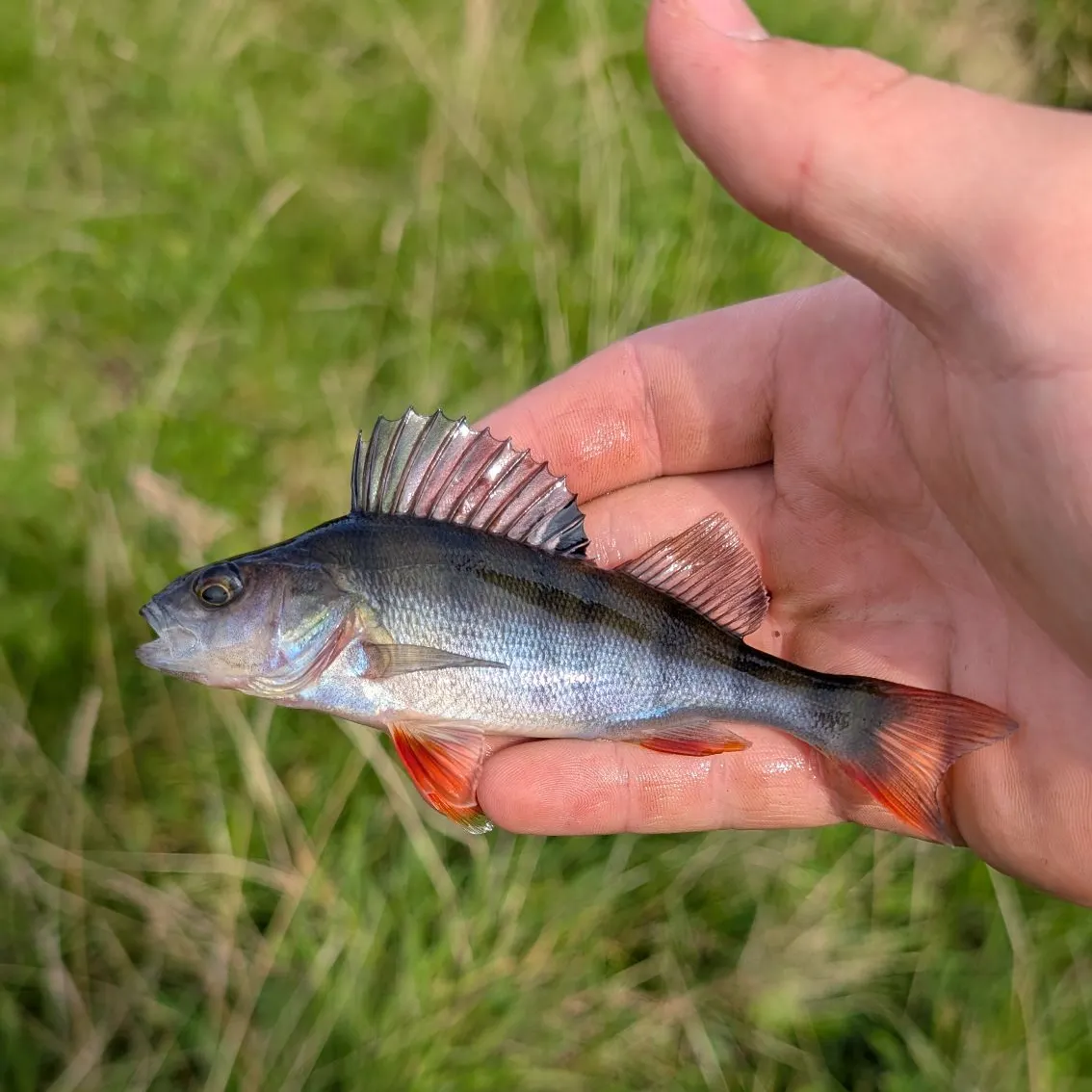 European perch caught on Fishbrain