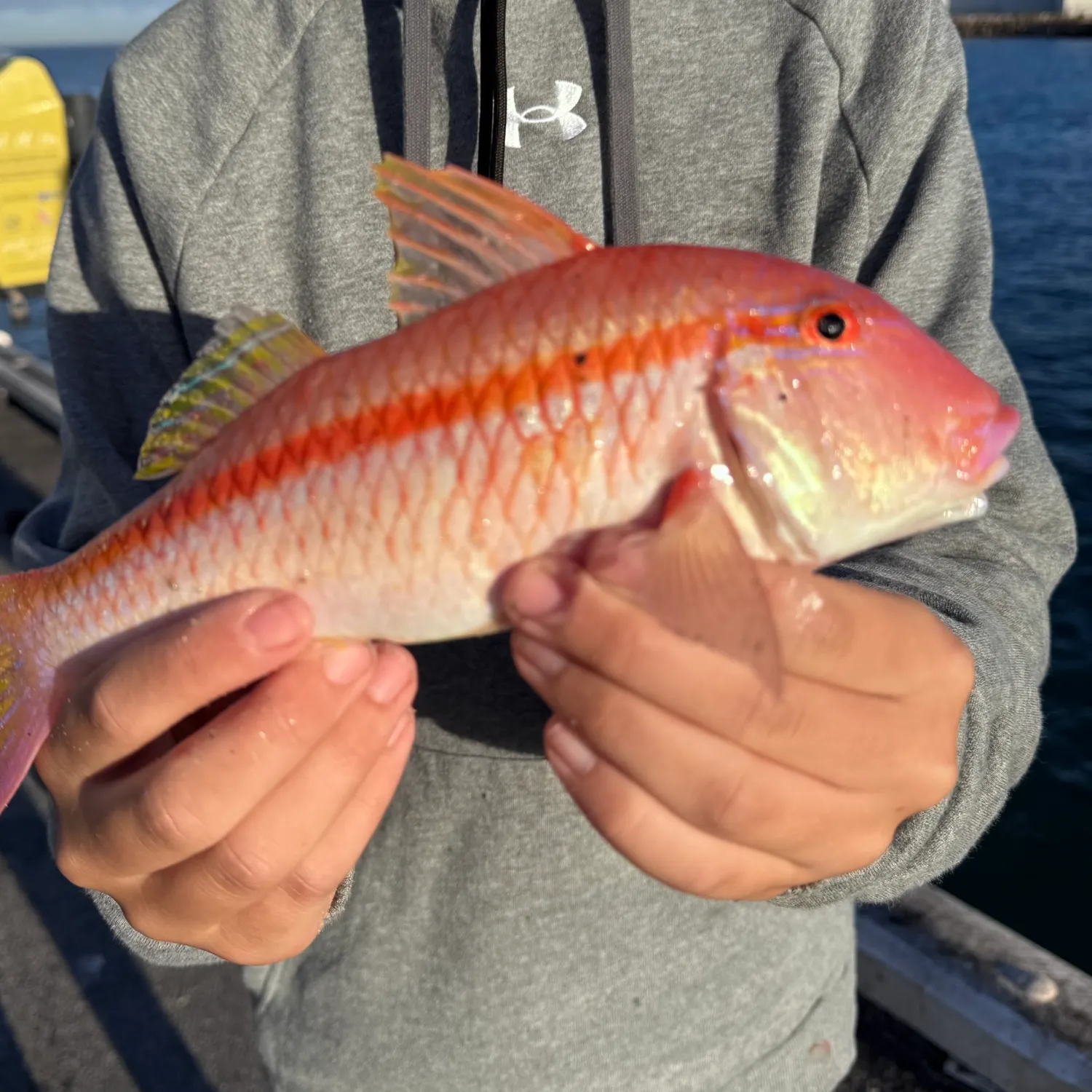 The most recent Whitesaddle goatfish catches on Fishbrain