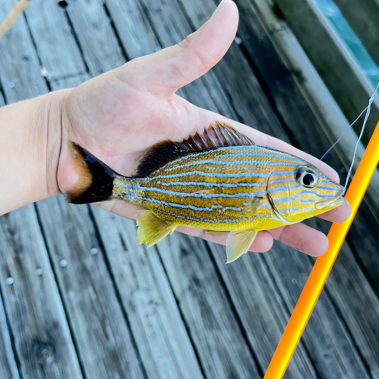 The most recent Bluestriped grunt catches on Fishbrain