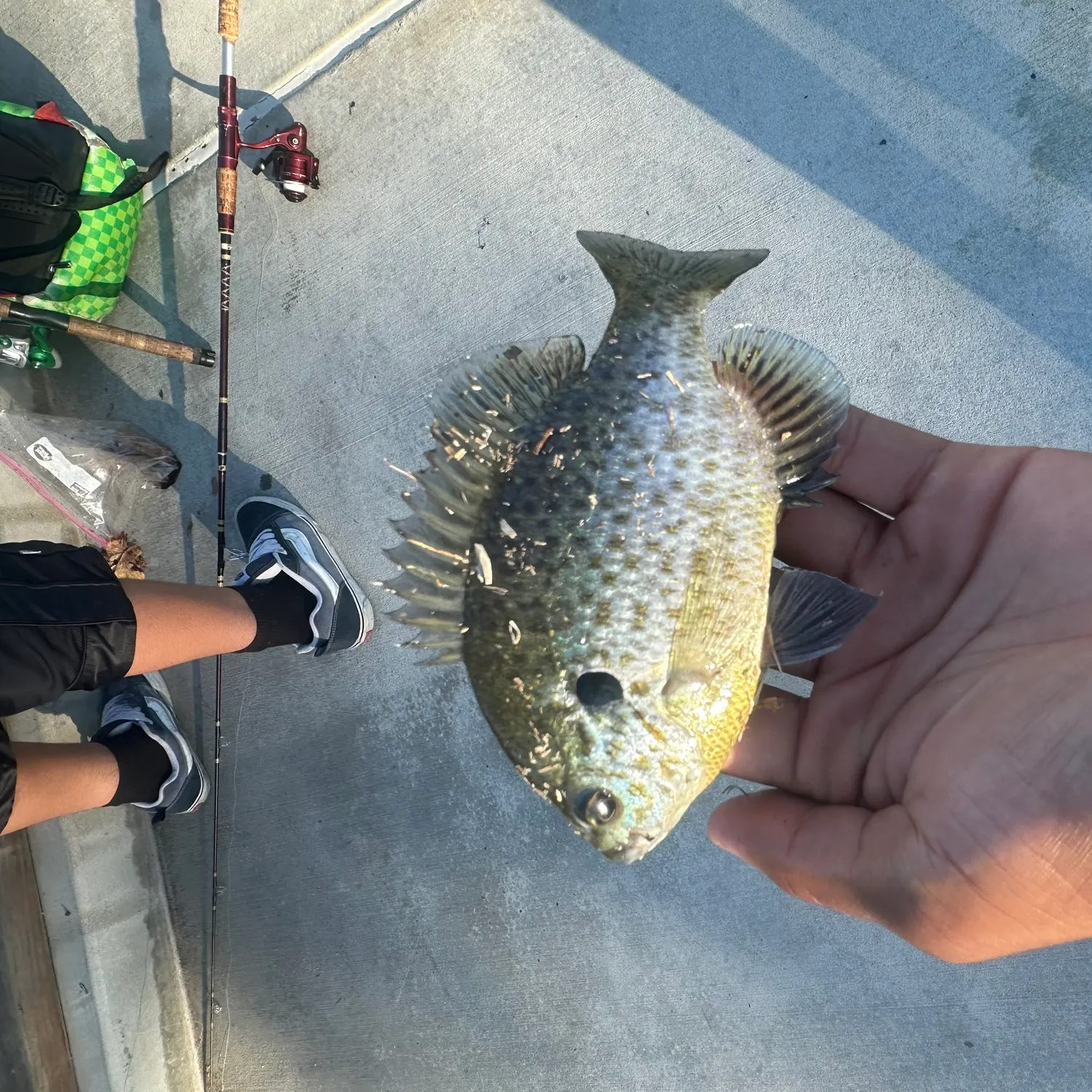 recently logged catches