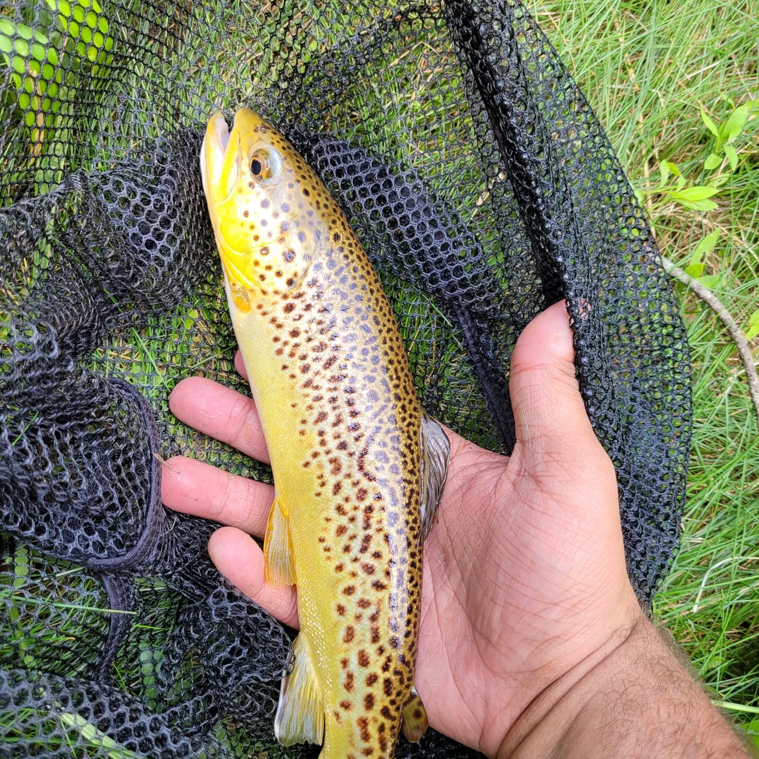 The most recent Tiger trout catches on Fishbrain