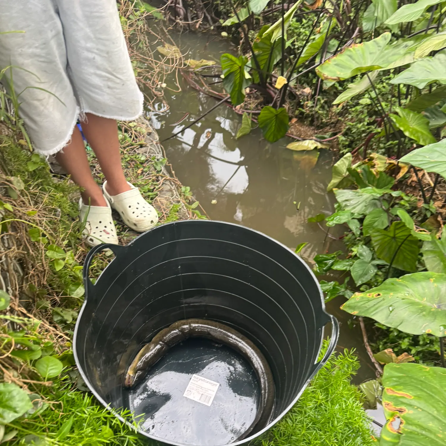 The most recent Shortfin eel catches on Fishbrain