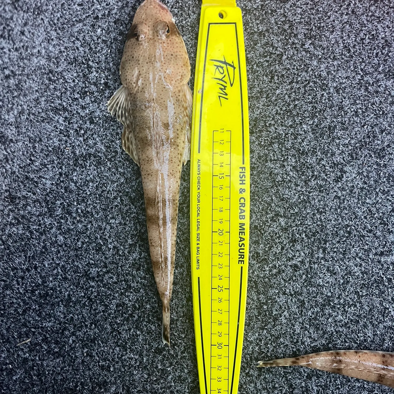 The most recent Sand flathead catches on Fishbrain