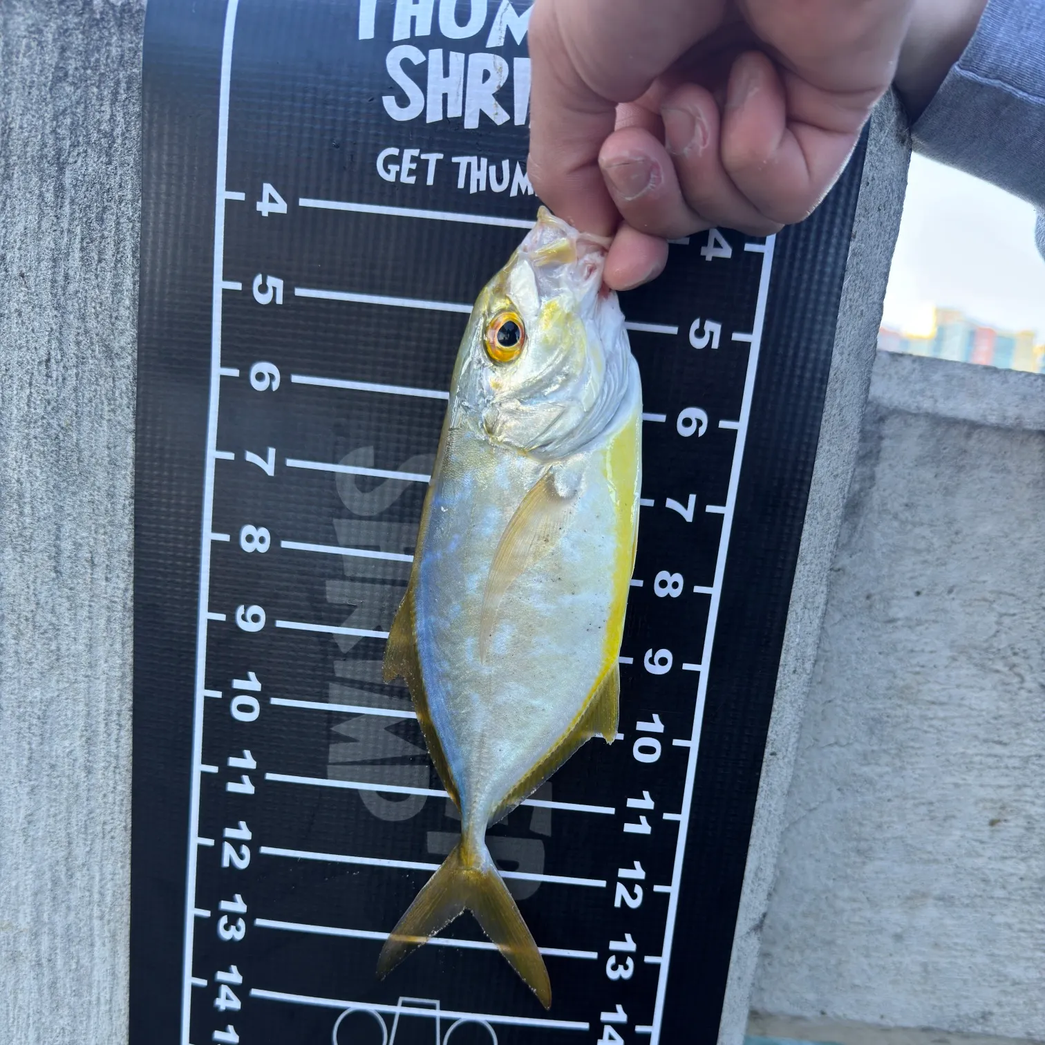 The most recent Yellow jack catches on Fishbrain
