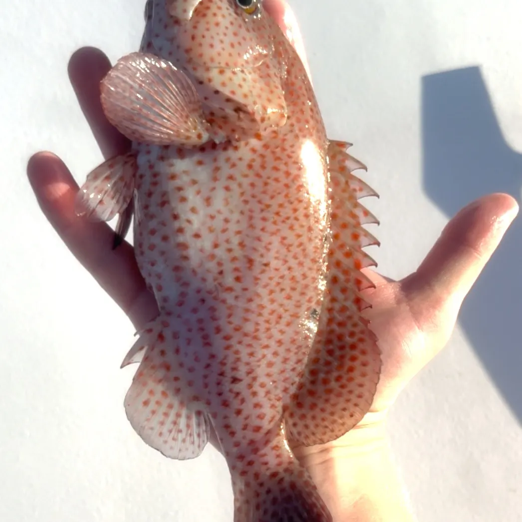 The most recent Graysby grouper catches on Fishbrain