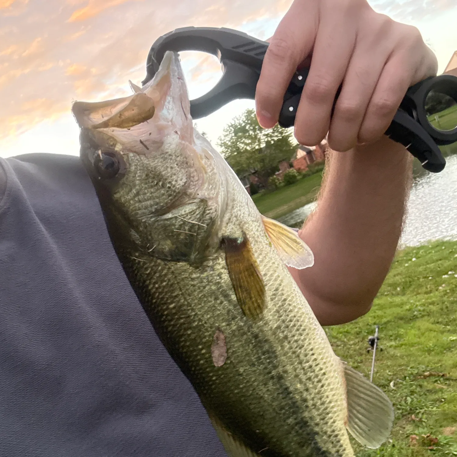 Largemouth bass caught on Fishbrain