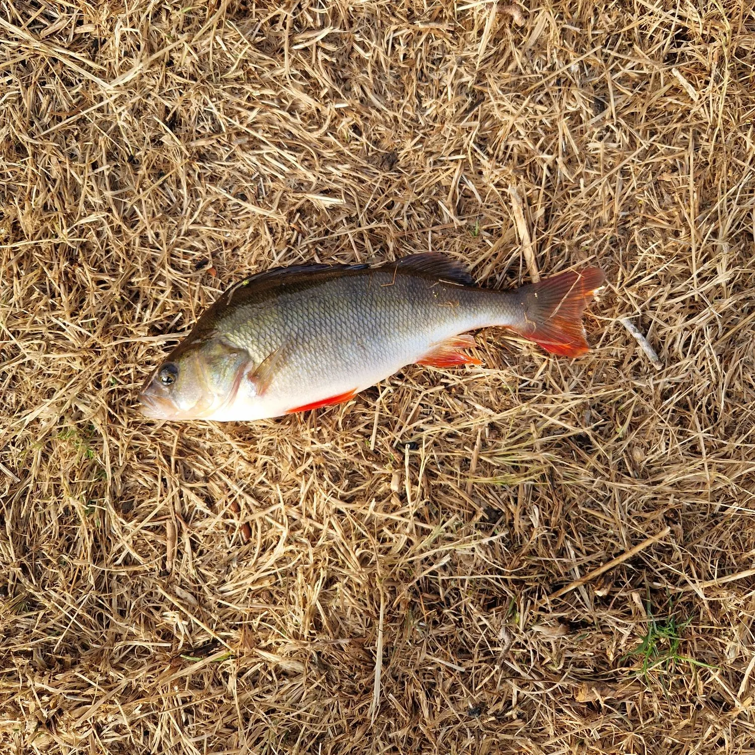 European perch caught on Fishbrain