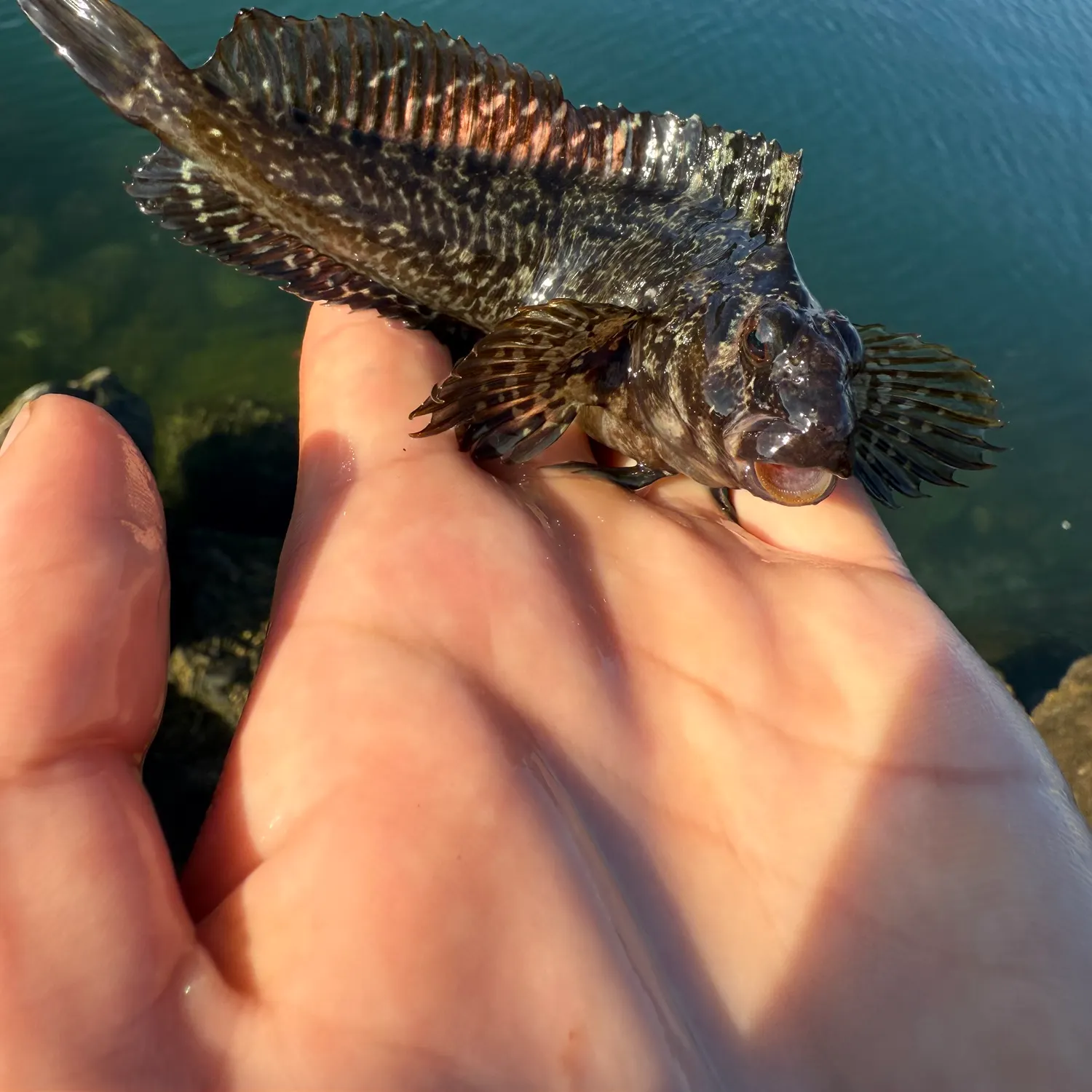 The most recent Bay blenny catches on Fishbrain