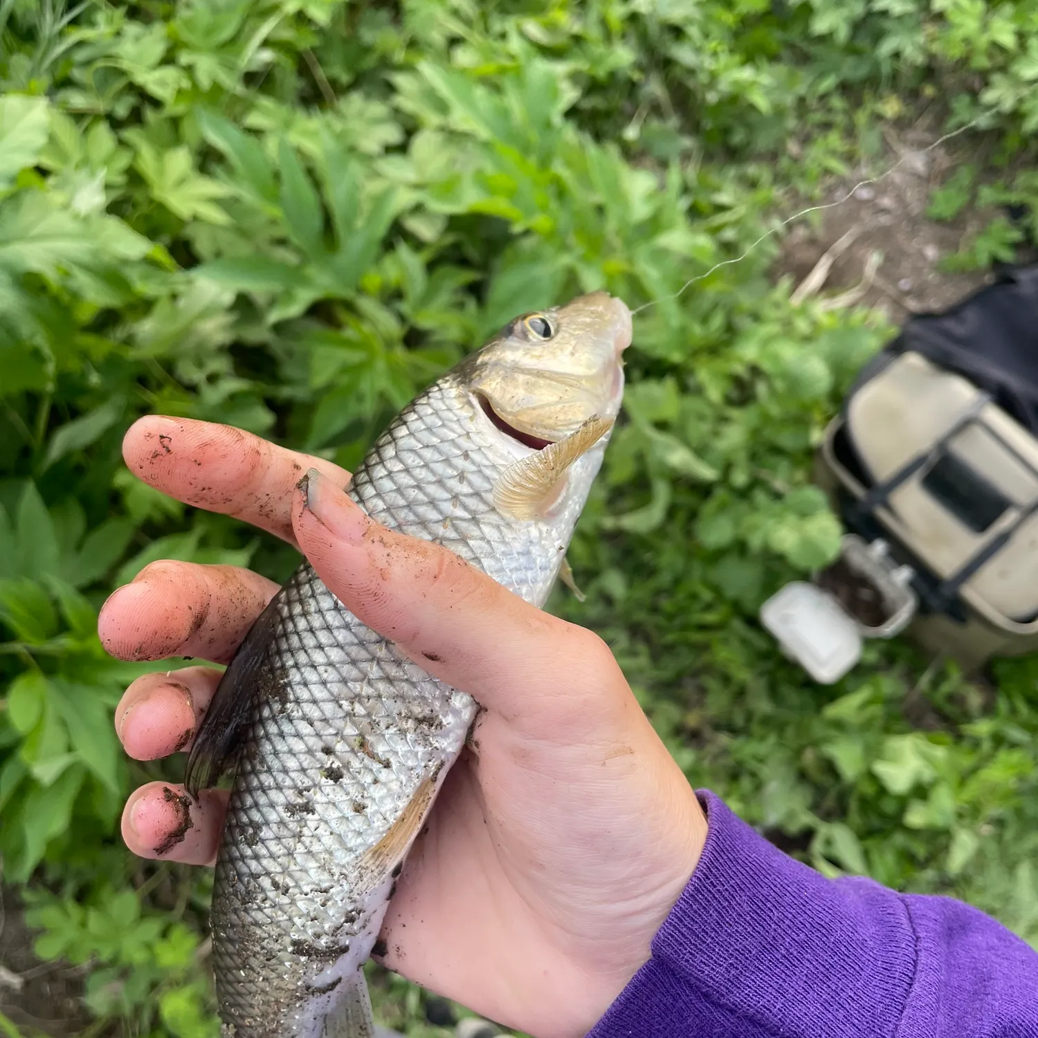 The most recent Barbel steed catches on Fishbrain