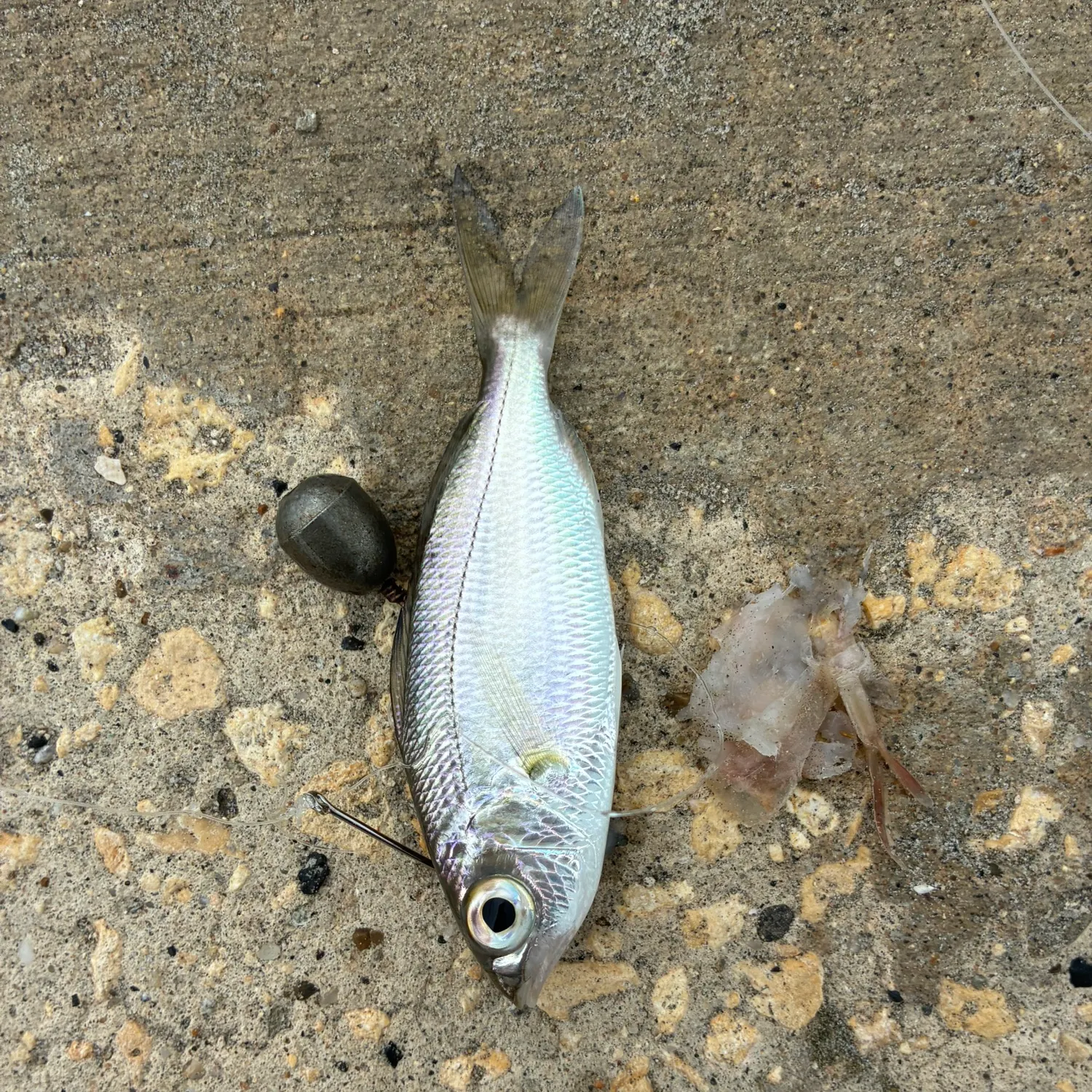 The most recent Slender mojarra catches on Fishbrain