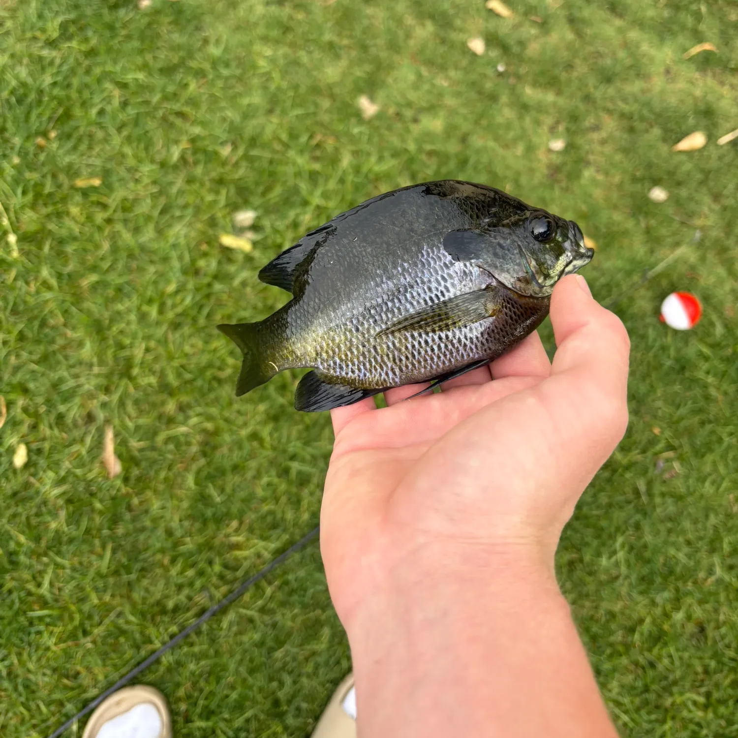 Bluegill caught on Fishbrain