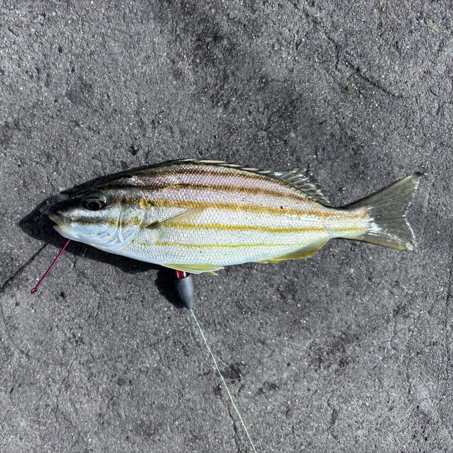 Striped trumpeter caught on Fishbrain