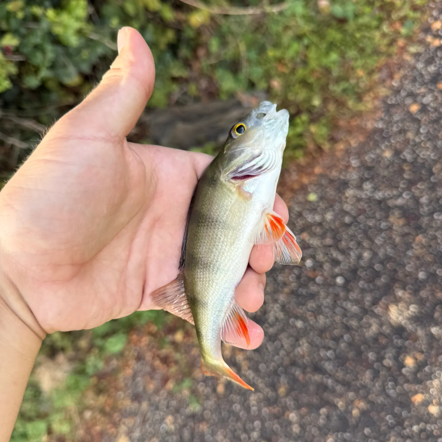 European perch caught on Fishbrain