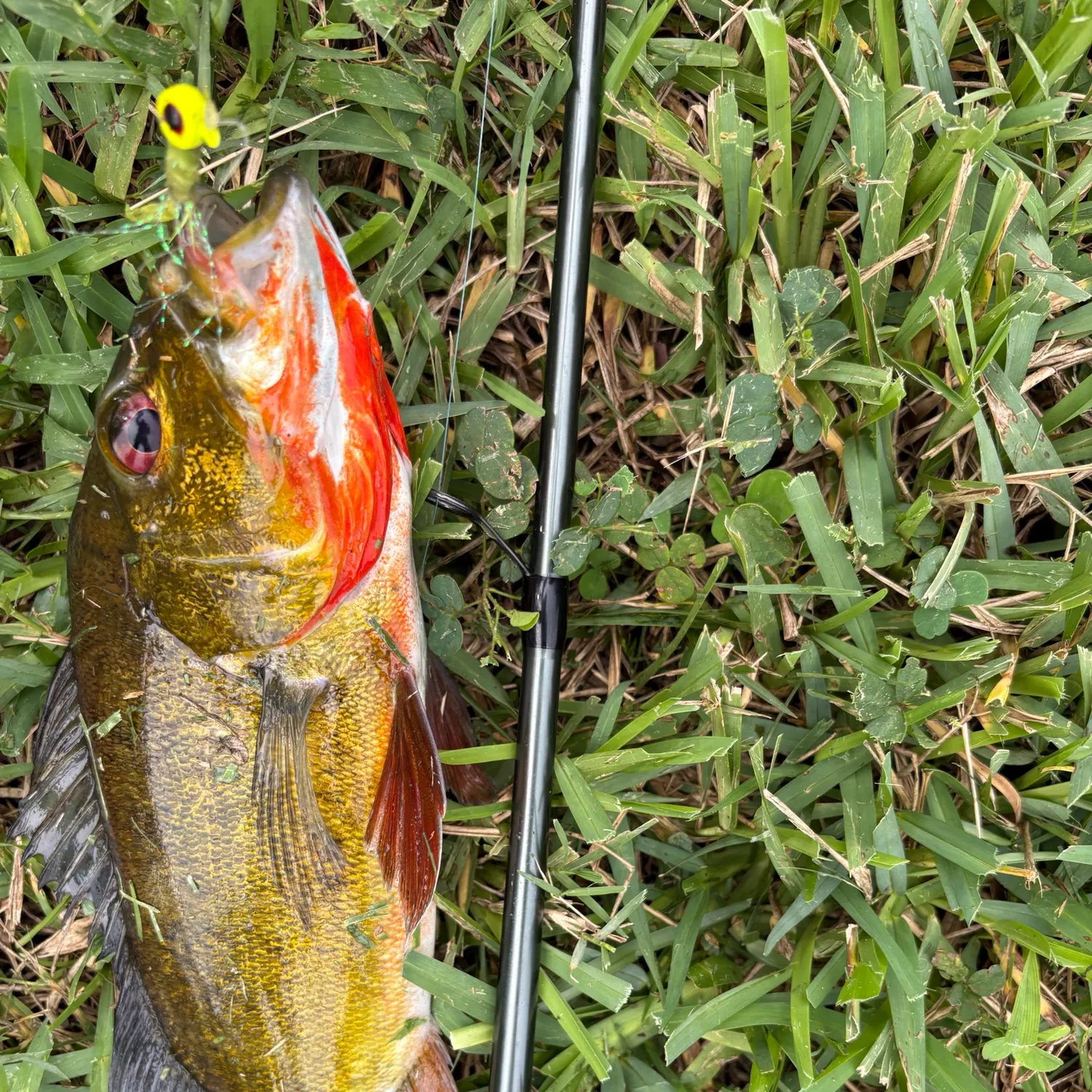 Butterfly peacock bass caught on Fishbrain