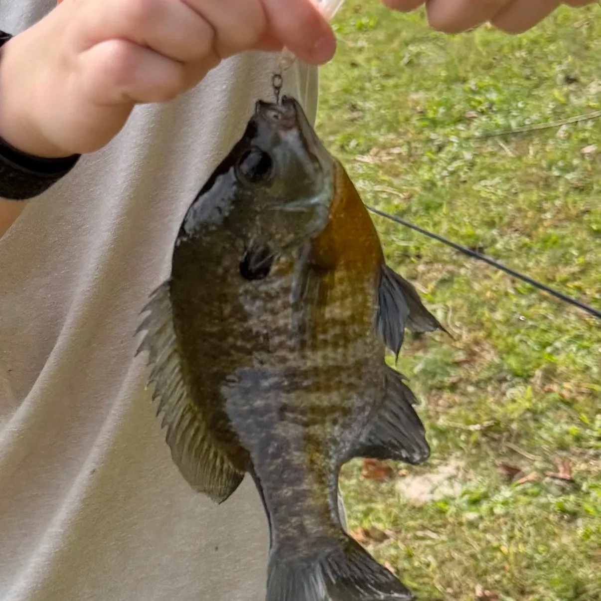 Bluegill caught on Fishbrain