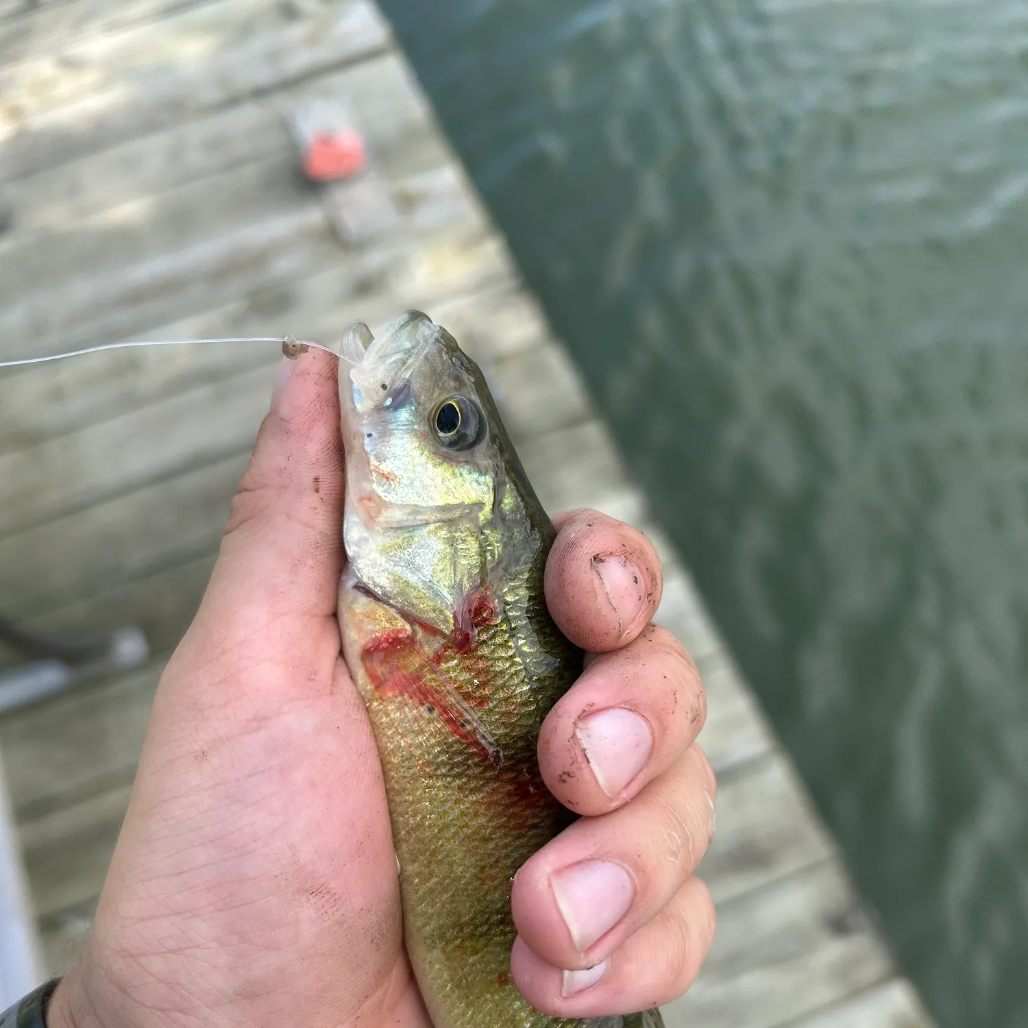 Yellow perch caught on Fishbrain