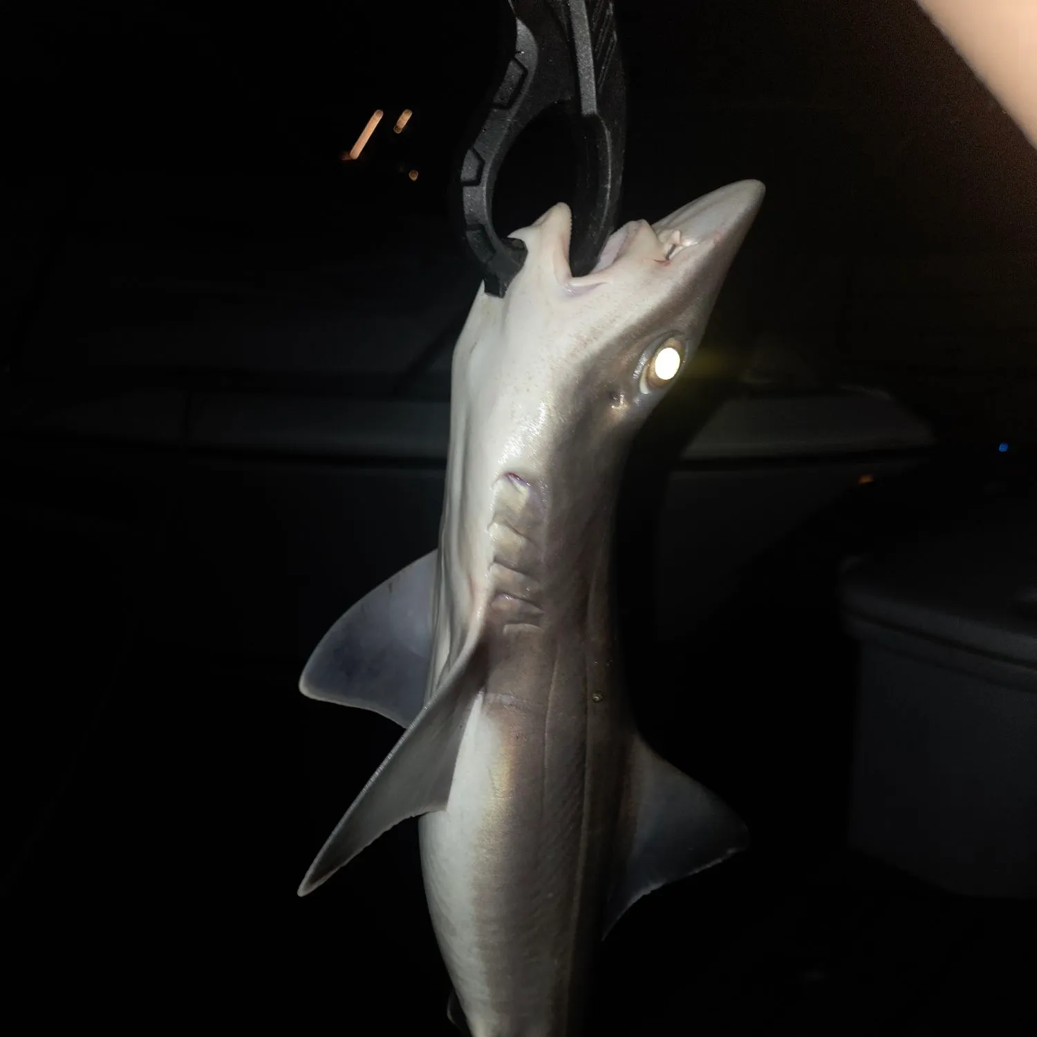 Dusky smooth-hound caught on Fishbrain