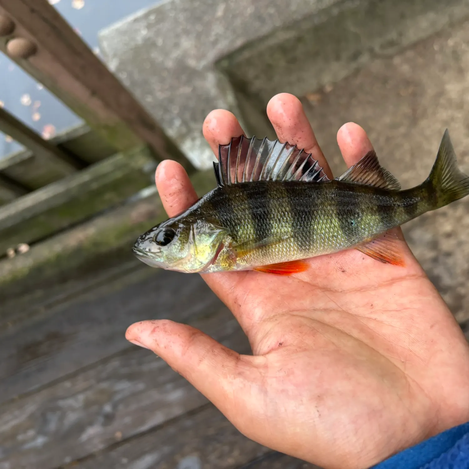 Yellow perch caught on Fishbrain